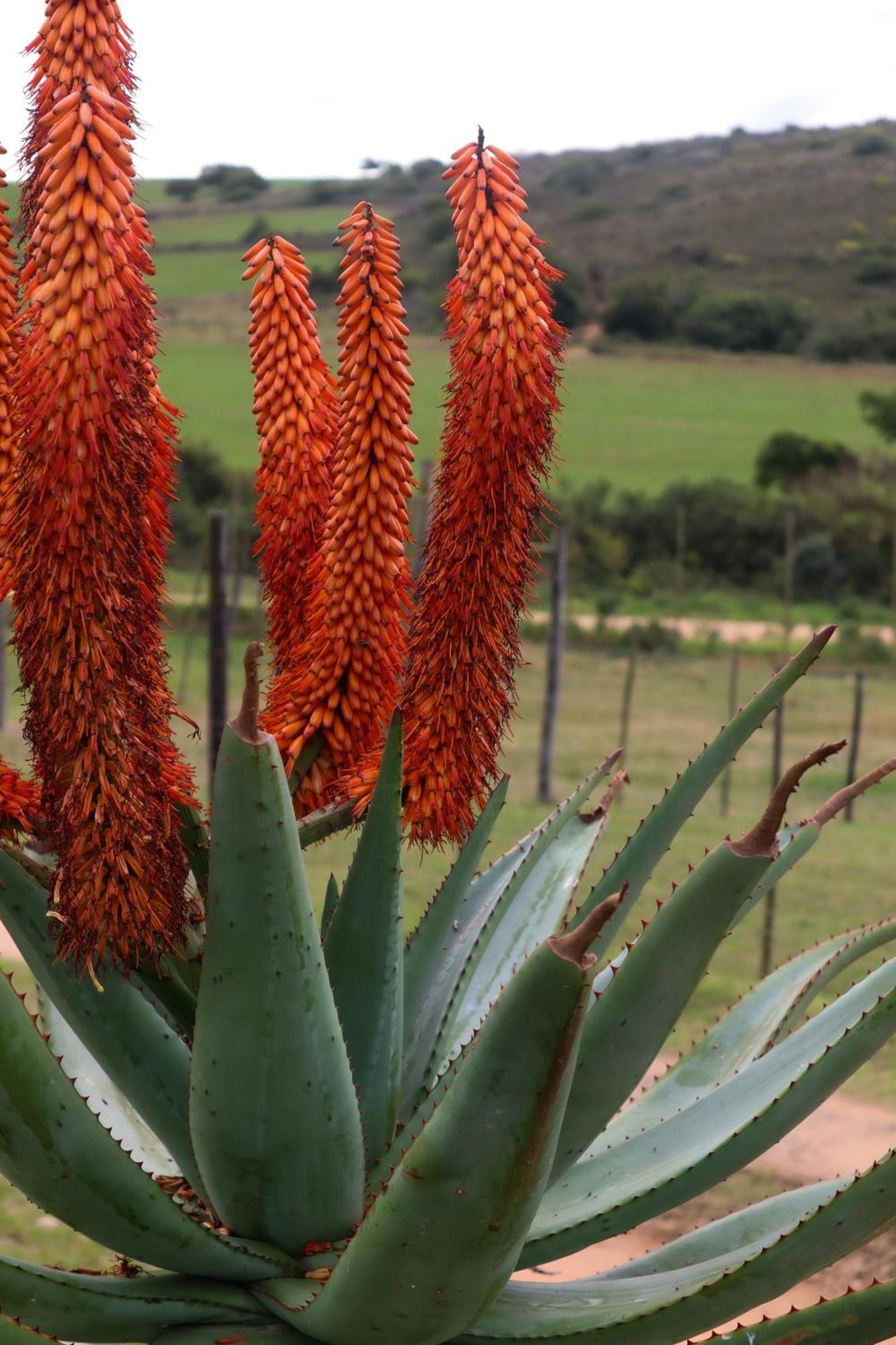 Outeniquabosch Lodge Hartenbos Esterno foto